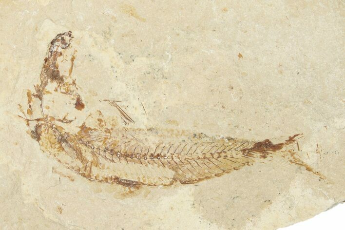 Cretaceous Fossil Fish - Lebanon #258851
